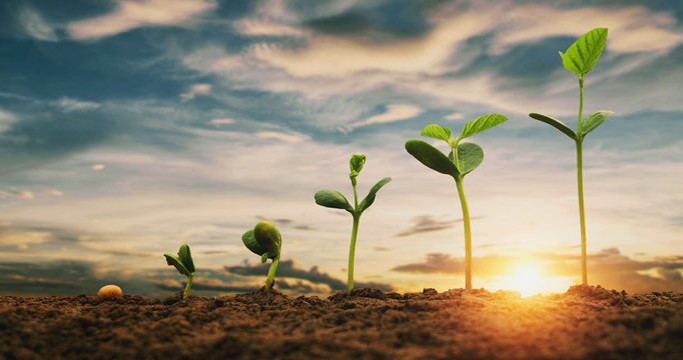 Beans sprouting — new growth, fresh beginnings